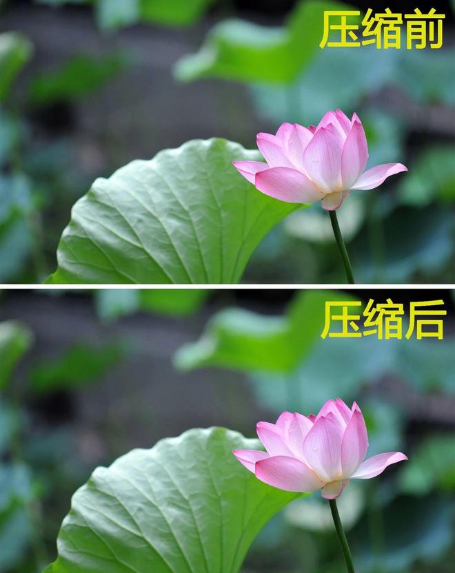 图片[11]-caesium image compressor免安装版：一款图片批量无损压缩工具，6GB图片秒变500MB！-科技乐小天